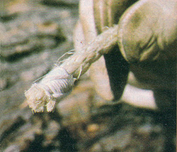 Sailors whipping follows the strand pattern of the rope. It's a good way to protect natural fiber ends.